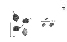  Fruit and seed:  D.  spp. - fruits with or without calyx (closed and dehisced) and seeds.
