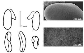  Cotyledon, embryo, and testa:  D. floribunda  J. Smith - embryo, cotyledons, and testa SEMs.
