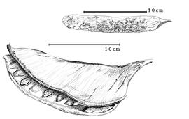  Fruit and seed:  D. biretusa  E.L.R. Tulasne - top fruit;  D. pennigera  E.L.R. Tulasne - bottom dehisced fruit with seeds in situ.
