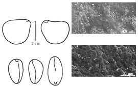  Cotyledon, embryo, and testa:  D. reflexa  J.D. Hooker - embryo, cotyledons, and testa SEMs.
