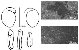  Cotyledon, embryo, and testa:  D. mekongense  F. Gagnepain - embryo, cotyledons, and testa SEMs.
