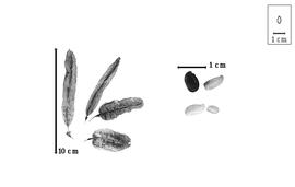  Fruit and seed:  D.  spp. - fruits and seeds.
