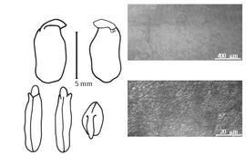  Cotyledon, embryo, and testa:  D. minutifolia  J.N. Rose - embryo and cotyledons;  D. robinioides  G. Bentham - testa SEMs.
