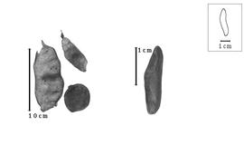  Fruit and seed:  D. peruviana  J.F. Macbride - seed;  D.  spp. - fruits.
