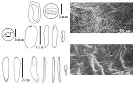  Cotyledon, embryo, and testa:  D. peruviana  J.F. Macbride - bottom left embryo, cotyledons, far left embryo magnification, and testa SEMs;  D. purpurea  (L.C.M.Richard) G.J.H. Amshoff - top left center embryo, cotyledons, and magnification.
