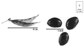  Fruit and seed:  D. lignosus  (C. Linnaeus) B. Verdcourt - fruit and seeds.
