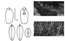  Cotyledon, embryo, and testa:  D. punctata  (J. Blake) G.J.H. Amshoff - embryo, cotyledons, and testa SEMs.
