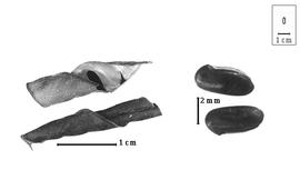  Fruit and seed:  D. paraguariensis  E. Hassler - fruits and seeds.
