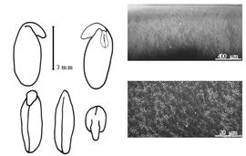  Cotyledon, embryo, and testa:  D. paraguariensis  E. Hassler - embryo, cotyledons, and testa SEMs.
