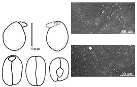  Cotyledon, embryo, and testa:  D. gululu  E.A.J. De Wildeman - embryo, cotyledons, and testa SEMs.
