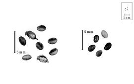  Fruit and seed:  D. gerardii  (C. Linnaeus) P.E. Boissier - fruits and seeds.
