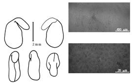  Cotyledon, embryo, and testa:  D. hirsutum  (C. Linnaeus) N.C. Seringe - embryo, cotyledons, and testa SEMs.
