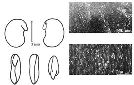  Cotyledon, embryo, and testa:  D. pteropus  (J.G. Baker) E.A.J. De Wildeman var.  whytei  (A.K. Schindler) B. Verdcourt - embryo, cotyledons, and testa SEMs.
