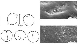  Cotyledon, embryo, and testa:  D. truncata  P.F.B. von Siebold & J.G. Zuccarini - embryo, cotyledons, and testa SEMs.
