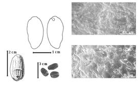  Seed, cotyledon, embryo, and testa:  D. orchidacea  H.E. Baillon - top left cotyledon entire and concealing radicle (L) and embryonic axis (R), bottom far left seed topography, bottom left center seeds, testa SEMs.
