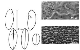  Cotyledon, embryo, and testa:  D. lehmannii  H.A.T. Harms - embryo, cotyledons, and testa SEMs.
