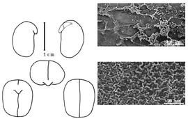  Cotyledon, embryo, and testa:  D. grande  N. Wallich ex (G. Bentham) D. Prain - embryo, cotyledons, and testa SEMs.
