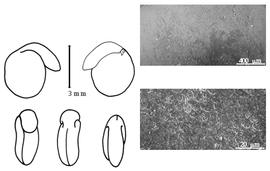  Cotyledon, embryo, and testa:  E. lusitanicum  (C. Linnaeus) W.H.P. Rothmaler - embryo, cotyledons, and testa SEMs.
