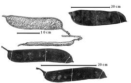  Fruit:  E. acosta-solisianum  D.A. Neill - fruits [top left drawing from Neill, 1998].
