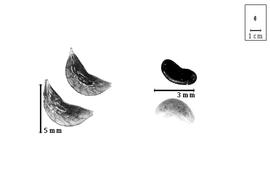  Fruit and seed:  E. monophylla  (N.L. Burman) A.P. de Candolle - fruits and seeds.
