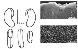  Cotyledon, embryo, and testa:  E. monophylla  (N.L. Burman) A.P. de Candolle - embryo, cotyledons, and testa SEMs.
