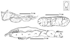  Fruit and seed:  E. elephantina  (Burchell) Skeels - top right dehiscing fruit;  E. suffruticosa  H. Schinz - bottom dehiscing fruit; E. spp. - top left dehiscing fruit.
