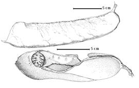  Fruit and seed:  E. bicolor  W.A. Ducke - top fruit; E. princeps R.H. Schomburgk ex G. Bentham - bottom seed in situ.
