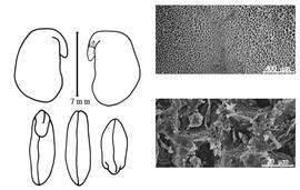  Cotyledon, embryo, and testa:  E. antennulifera  (J.G. Baker) P.H.W. Taubert - embryo, cotyledons, and testa SEMs.
