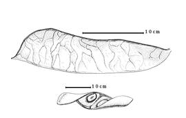  Fruit and seed:  E. spectabilis  C.G.G.J. van Steenis & H.C.D. de Wit - top fruit, bottom seed in situ.
