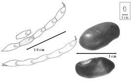  Fruit and seed:  E. racemosa  (W. Roxburgh) R. Geesink - fruits and seeds.
