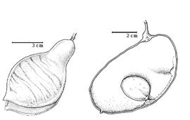  Fruit and seed:  E. usambarense  H.A.T. Harms - left dehisced fruit, right seed in situ.
