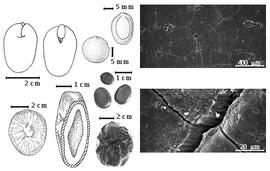  Seed, cotyledon, embryo, and testa:  E. abyssinica  Steudel ex A. Richard - top center seed topography, bottom right testa SEM;  E. gigas  (C. Linnaeus) Fawcett & Rendle - bottom far left seed topography, bottom left center seed in longitudinal section showing cavity between cotyledon, top right testa SEM;  E. glandulosa  J.B.L. ex Gagnepain - top left center seed topography;  E. polystacha  (C. Linnaeus) de Candolle - top far left cotyledon concealing all but tip of radicle (L) and embryonic axis (R);  E. pursaetha  de Candolle - bottom center seed;  E.  spp. - center seeds.
