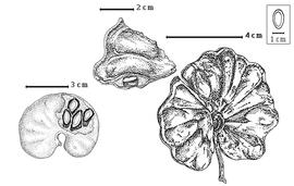  Fruit and seed:  E. contortisiliquum  (Vellozo) Morong - bottom left fruit with seeds in situ;  E. cyclocarpum  (N.J. von Jacquin) A.H.R. Grisebach - right fruit, top partial fruit.
