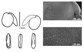  Cotyledon, embryo, and testa:  E. anthyllis  J.H.F. Link - embryo, cotyledons, and testa SEMs.
