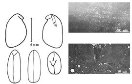  Cotyledon, embryo, and testa:  E. floribundum  G. Bentham - embryo, cotyledons, and testa SEMs.
