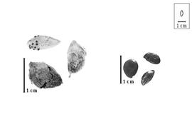  Fruit and seed:  E.  spp. - fruits with calyx and seeds.
