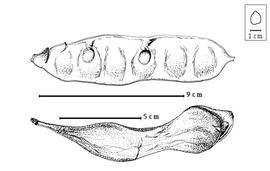  Fruit and seed:  E. densiflorum  (Elmer) Merrill - bottom partially dehisced fruit;  E. teysmannii  (Kurz) W.G. Craib var. puberulum W.G. Craib - top seeds in situ.
