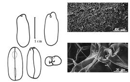  Cotyledon, embryo, and testa:  E. horsfieldii  (J.B.L.T. Lescherault de la Tour) J.J. Bennett - embryo, cotyledons, and testa SEMs.
