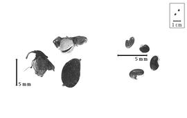  Fruit and seed:  E.  spp. - fruits with or without calyx (closed and dehisced) and seeds.
