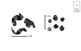  Fruit and seed:  E. subspinosa  (F.E.L. von Fischer ex A.P. de Candolle) B.A. Fedtschenko - fruits and seeds.
