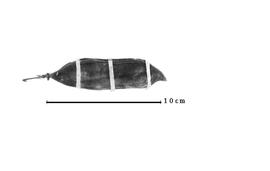  Fruit:  E. venusta  H.W. Schott ex C.P.J. Sprengel - fruit.
