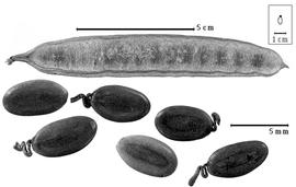  Fruit and seed:  F. moluccana  (F.A.W. Miquel) R.C. Barneby & J.W. Grimes - fruit and seeds.
