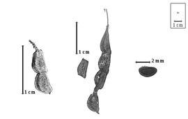  Fruit and seed:  F. gracilis  H.A.T. Harms - fruits, article, and seed.
