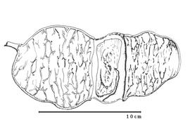  Fruit and seed:  F. discophora  H.A.T. Harms - fruit with seed in situ.
