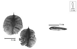  Fruit and seed:  F. fendleri  G. Bentham - fruits and seed.
