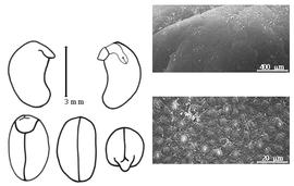  Cotyledon, embryo, and testa:  F. macrophylla  (C.L. von Willdenow) E.D. Merrill - embryo, cotyledons, and testa SEMs.
