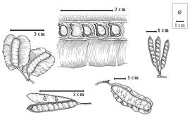  Fruit and seed:  G. commersoniana  (H.E. Baillon) R. Viguier - right fruit cluster, bottom left dehiscent fruit;  G. tamariscina  A.P. de Candolle - bottom right fruit, top left fruit cluster, top seeds in situ.
