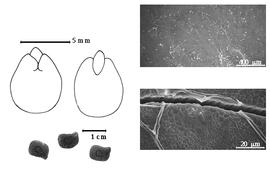  Seed, cotyledon, embryo, and testa:  G. commersoniana  (H.E. Baillon) R. Viguier - top left cotyledon concealing all but tip of radicle (L) and embryonic axis (R);  G. tamariscina  A.P. de Candolle - bottom left seeds, testa SEMs.
