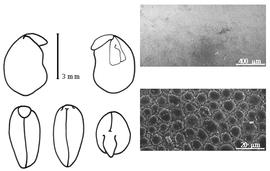  Cotyledon, embryo, and testa:  G. jussiaeana  K.S. Kunth - embryo, cotyledons, and testa SEMs.
