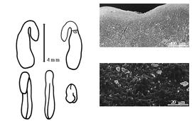  Cotyledon, embryo, and testa:  G. officinalis  C. Linnaeus - embryo, cotyledons, and testa SEMs.
